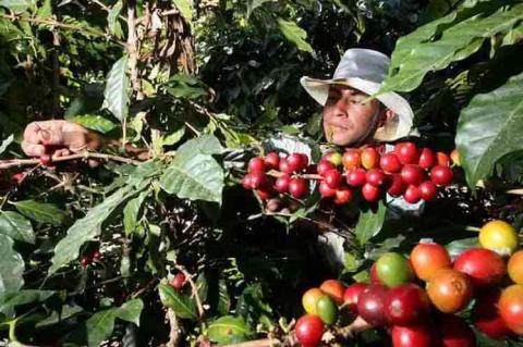 Recogida de café en Cuba. (PRENSA LATINA)
